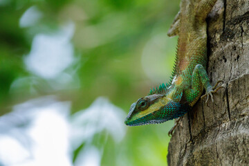 Blue-crested Lizard (Calotes mystaceus) on a tree 