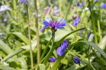 Colorful Spring Garden with Fresh Flowers at Yokohama English Garden, Japan