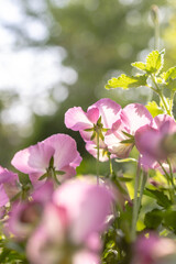 Colorful Spring Garden with Fresh Flowers at Yokohama English Garden, Japan