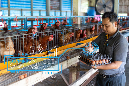 Smart Farming concept with a farmer monitoring poultry production using a futuristic data analytics interface.use of advanced technology, IoT sensors, and data-driven insights to optimize efficiency.