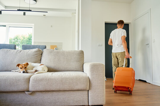 Rear view of man with orange suitcase walking toward door in living room while small dog lying on sofa. Alone pet staying home during owner trip