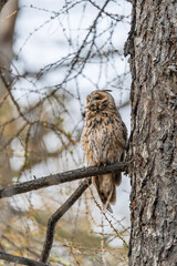 Long-eared owl (Asio otus), looking forward with wide opened eyes