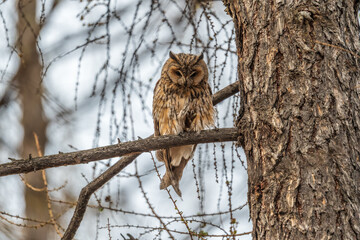 Long-eared owl (Asio otus), looking forward with wide opened eyes