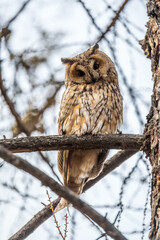 Long-eared owl (Asio otus), looking forward with wide opened eyes