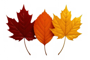 Vivid autumn maple leaves displaying rich red, orange, yellow hues against transparent backdrop, enhancing seasonal graphic projects