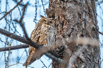 Long-eared owl (Asio otus), looking forward with wide opened eyes
