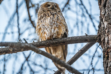 Long-eared owl (Asio otus), looking forward with wide opened eyes