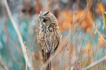 Long-eared owl (Asio otus), looking forward with wide opened eyes