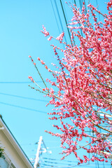 Plum Blossoms in Full Bloom at Yushima Tenjin Shrine, Tokyo