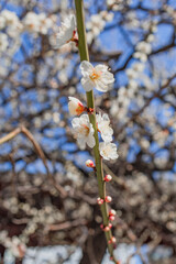 Plum Blossoms in Full Bloom at Yushima Tenjin Shrine, Tokyo