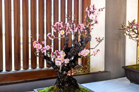 Plum Blossoms in Full Bloom at Yushima Tenjin Shrine, Tokyo