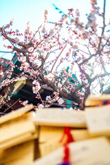 Plum Blossoms in Full Bloom at Yushima Tenjin Shrine, Tokyo