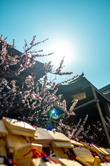Plum Blossoms in Full Bloom at Yushima Tenjin Shrine, Tokyo