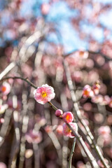 Plum Blossoms in Full Bloom at Yushima Tenjin Shrine, Tokyo