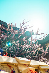 Plum Blossoms in Full Bloom at Yushima Tenjin Shrine, Tokyo