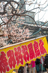 Plum Blossoms in Full Bloom at Yushima Tenjin Shrine, Tokyo