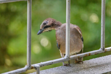 Close-up of eurasian jay perching