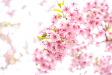 Cherry Blossoms in Full Bloom at Azabudai Hills, Tokyo, Japan