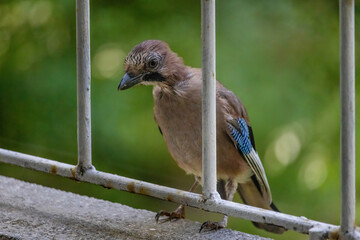 Close-up of eurasian jay perching