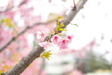 Cherry Blossoms in Full Bloom at Azabudai Hills, Tokyo, Japan