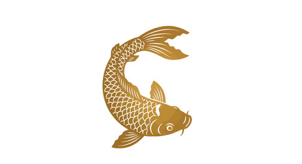 Slender golden koi fish swim in circular motion.