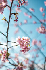Blush of Spring 