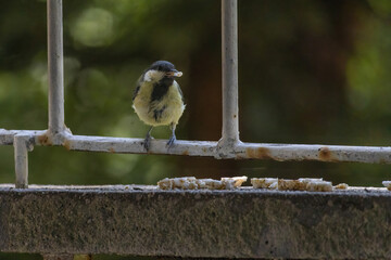 Great tit perching (Parus major)