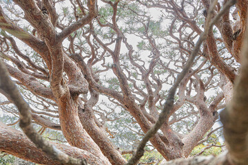 Looking Up at Bare Trees Against a Clear Winter Sky