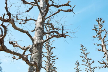 Looking Up at Bare Trees Against a Clear Winter Sky