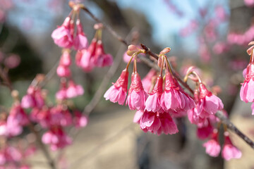Early Blooming Kawazu Cherry Blossoms in Springtime Japan