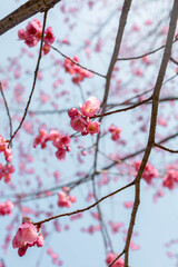 Early Blooming Kawazu Cherry Blossoms in Springtime Japan
