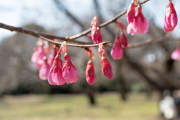 Early Blooming Kawazu Cherry Blossoms in Springtime Japan