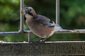 Close-up of eurasian jay perching
