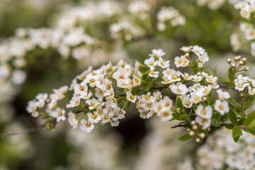 White blossoming apple trees. White apple tree flowers