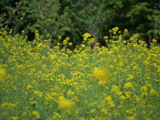 菜の花