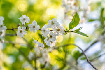 White blossoming apple trees. White apple tree flowers