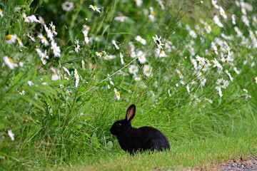 Bunny Enjoying the Pretty Daisies