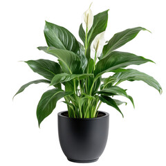 Lily in a black pot on a white background