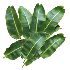 Many banana leaves overlapping on white background