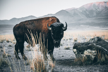 Bison standing near rock in open field