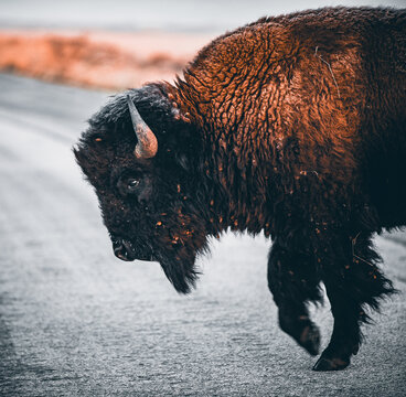 Side view of bison walking with focused expression