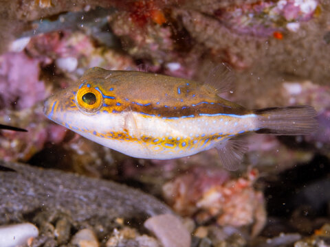Toby puffer fish swimming near colorful coral reef