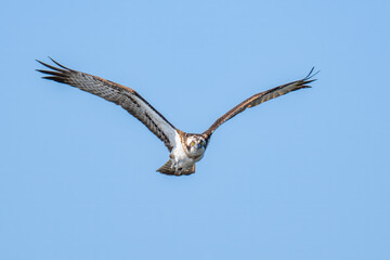 Majestic osprey soaring through clear blue sky showcasing impressive wingspan and sharp focus