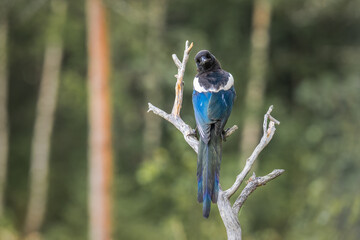 Magpie (Pica pica) is standing on a bare branch, showcasing its vibrant blue and black plumage