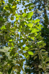 An apple is the round, edible fruit of an apple tree (Malus spp.). Fruit trees of the orchard or domestic apple (Malus domestica).  General Grant Grove, Kings Canyon National Park, California