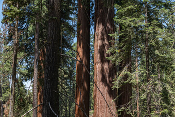 General Grant Grove, Kings Canyon National Park, The western slopes of the Sierra Nevada mountain...