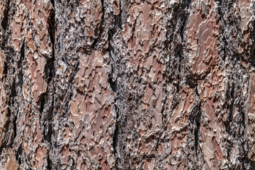 A pine is any conifer tree or shrub in the genus Pinus of the family Pinaceae. General Grant Grove, Kings Canyon National Park, Sierra Nevada, California