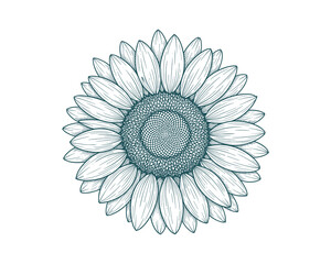 Detailed Sunflower Line Art Illustration with Intricate Petals and Seed Pattern, Botanical Style Vector Illustration