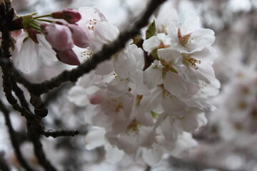 Boy with Tulips and sakura