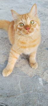 orange kitten looking sideways with curious expression